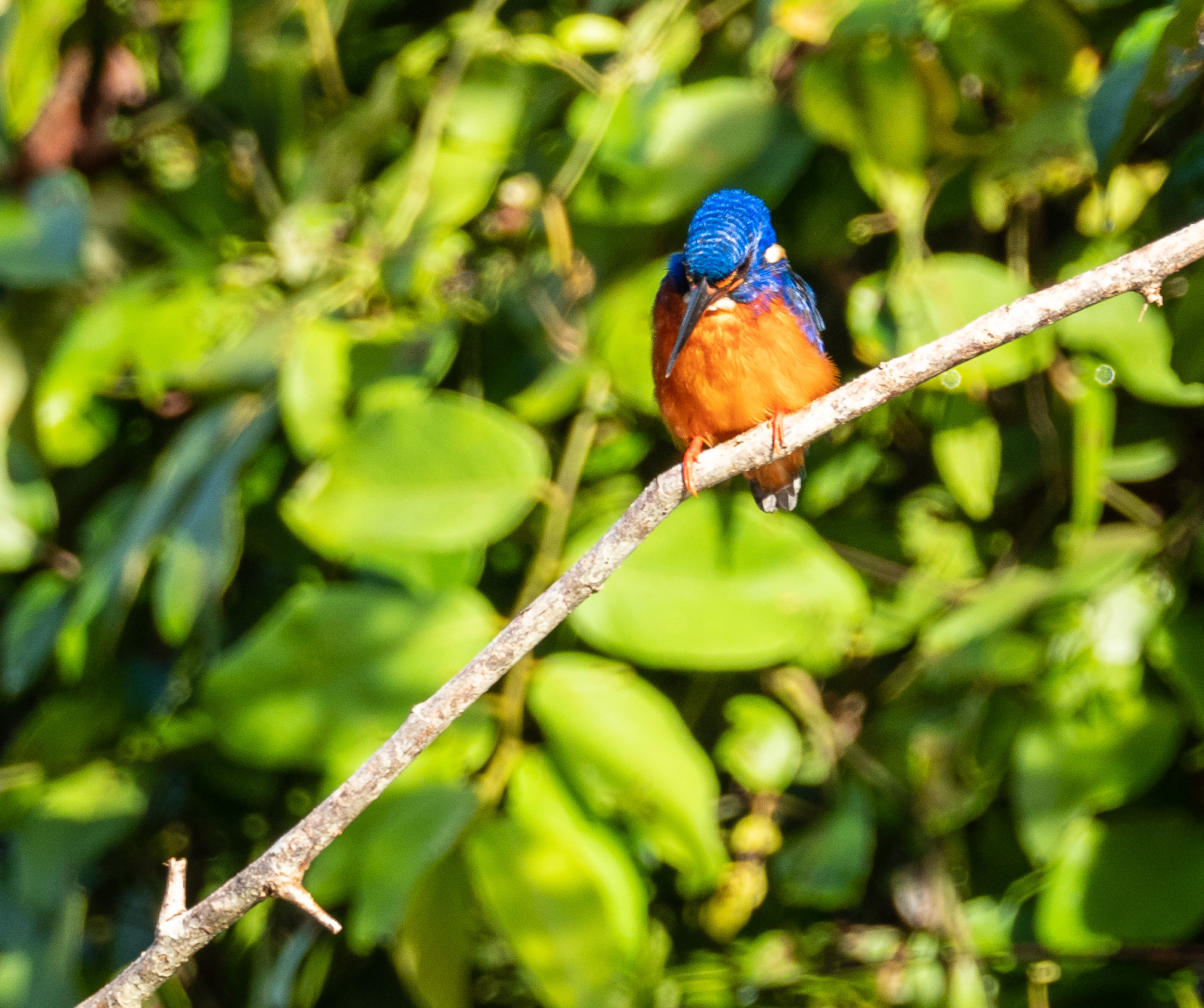 Blue eared Kingfisher
